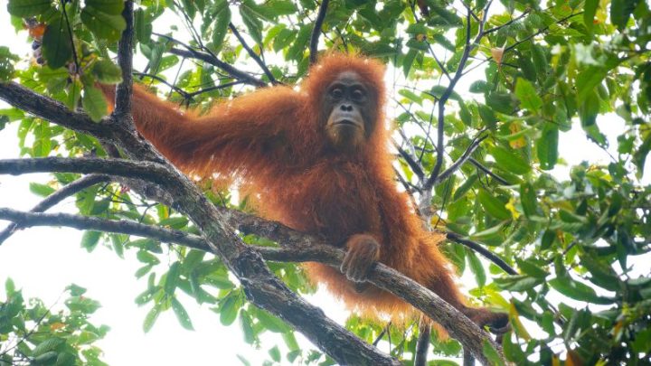How one devastating cyclone wiped out 7% of the planet’s rarest great apes
