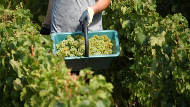 The US has record-breaking year at the world’s largest wine awards
