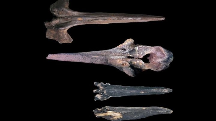 A submersible ride revealed a vast whale graveyard. And it holds more than just bones