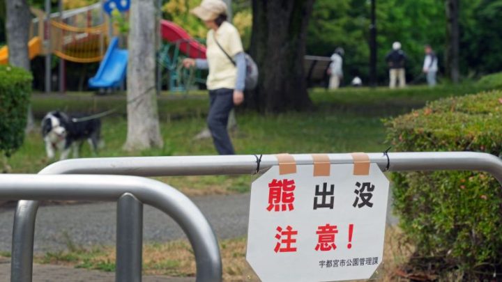 Japanese city closes nearly 100 schools after bear sightings as post-hibernation attacks rise