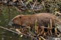 This city had a flooding problem. So it turned to an animal that had been extinct there for 400 years