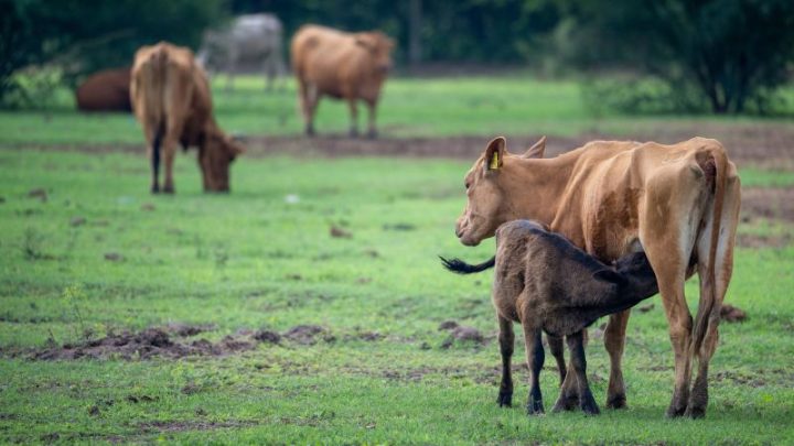 What screwworm means for your beef prices