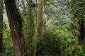 East Asia’s tallest tree is the ‘Heaven Sword,’ an environmental guardian