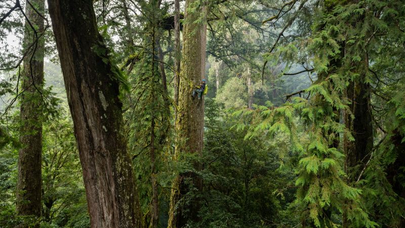 the-tree-projects-taiwan-2022-1
