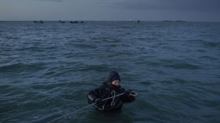 An American blue crab took over Italian lagoons. Now fishers are looking for new careers