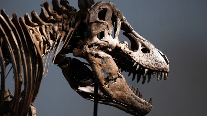 Rare T. rex fossil sells for record $50.1 million at auction
