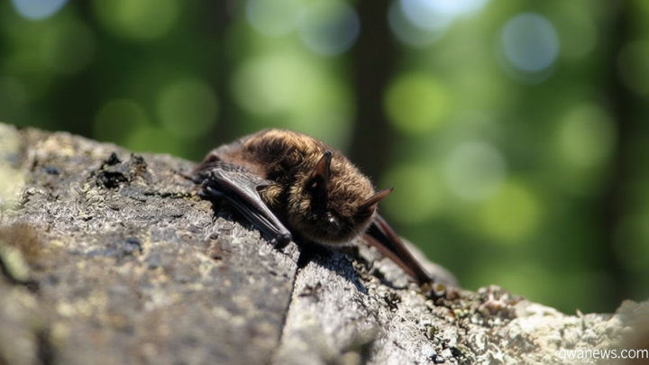Canadian boy, 11, died from rabies after waking up with bat on his mouth