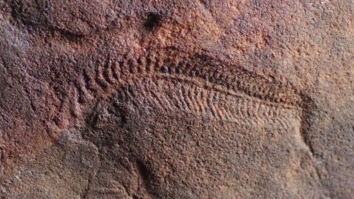 Fossils reveal the earliest animal with a head was also the oldest known ‘righty’