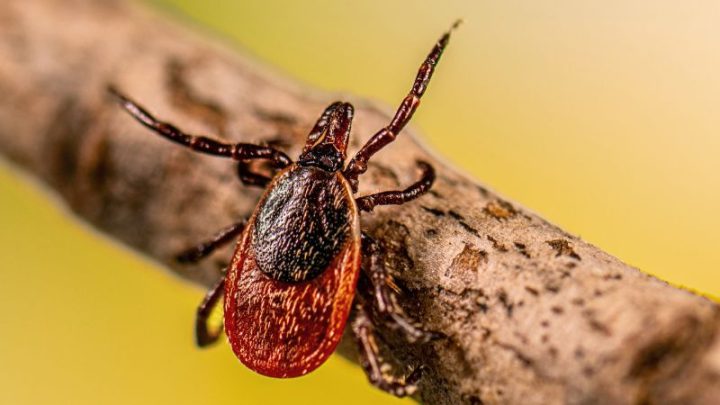 The bugs are getting worse