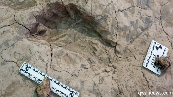 ‘A moment in time’: Fossil footprints shed new light on the extinct ‘Nutcracker Man’