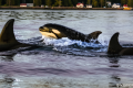 Watch an orca ram a sunfish so hard that the fish explodes