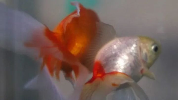 Argentina court recognizes two goldfish as sentient beings with rights