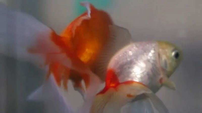 Argentina court recognizes two goldfish as sentient beings with rights
