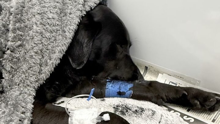 Labrador rescued from UK’s highest mountain after suspected cannabis consumption