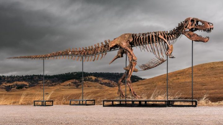 A chance encounter led to one of the largest T. rexes ever found. Now, it could be ‘lost to science’