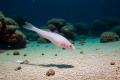 Scientists believe newly discovered demon cavefish may be among the rarest fish in the world
