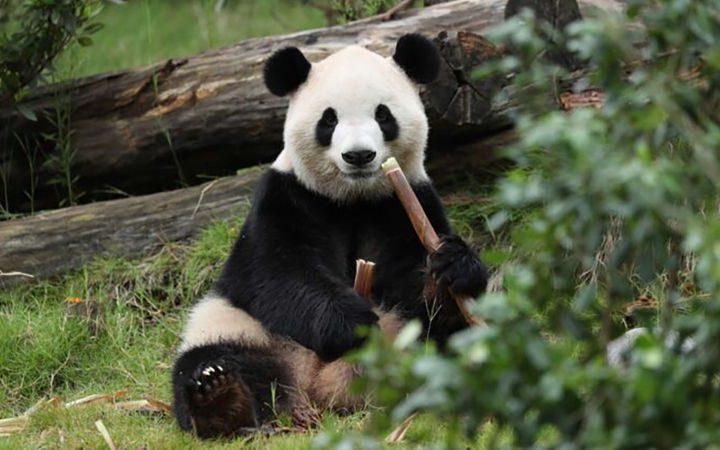 fu-shuang-7-750x500-1